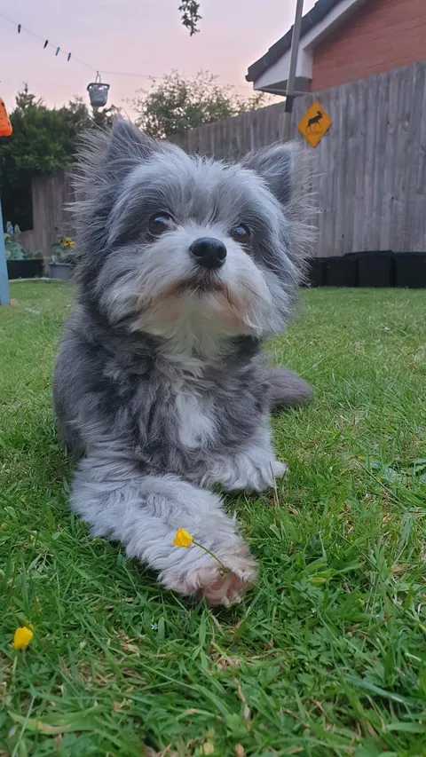 Living Jim Henson Puppet is in my back garden holding a buttercup.... send help!