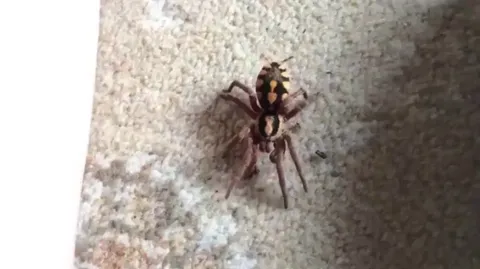 🔥The Goliath Birdeater - the world's largest spider by mass and body length, with a leg span of up to 12 inches and a weight of over six ounces. Despite its name, it rarely eats birds, but it can and occasionally does.
