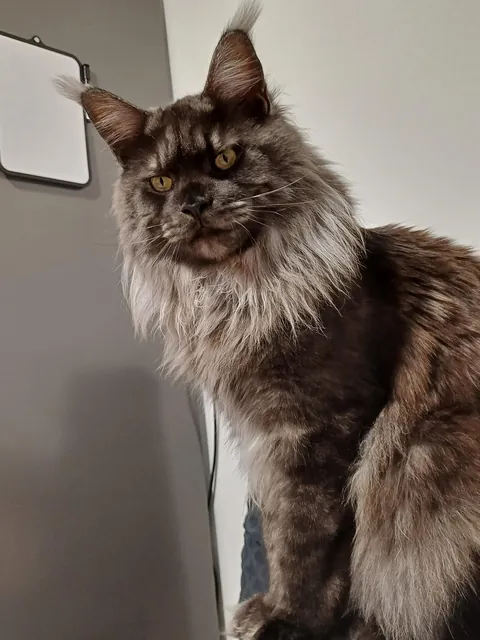 Hi reddit, it's Théoden. Did not see you for a long time