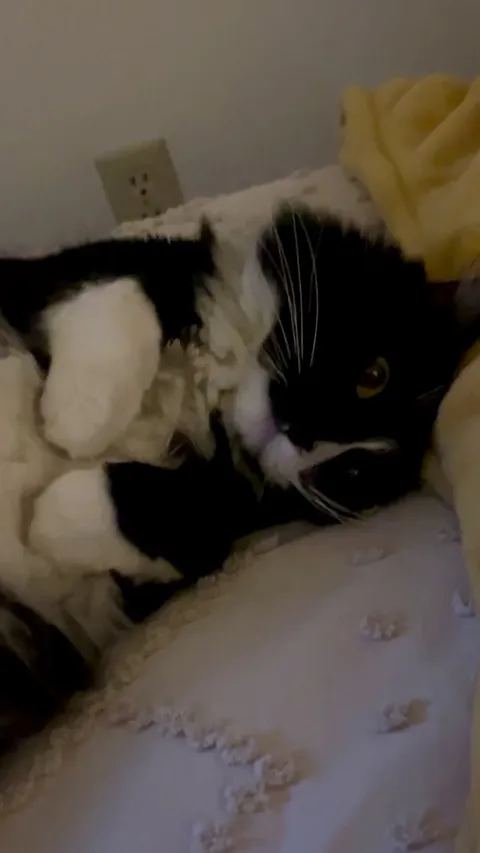 This mister man has my heart. 🐈‍⬛🥰🥹