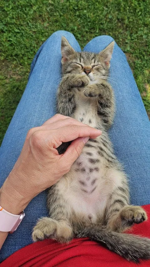 This is Gary. Gary always falls asleep like this after an intense tummy massage.