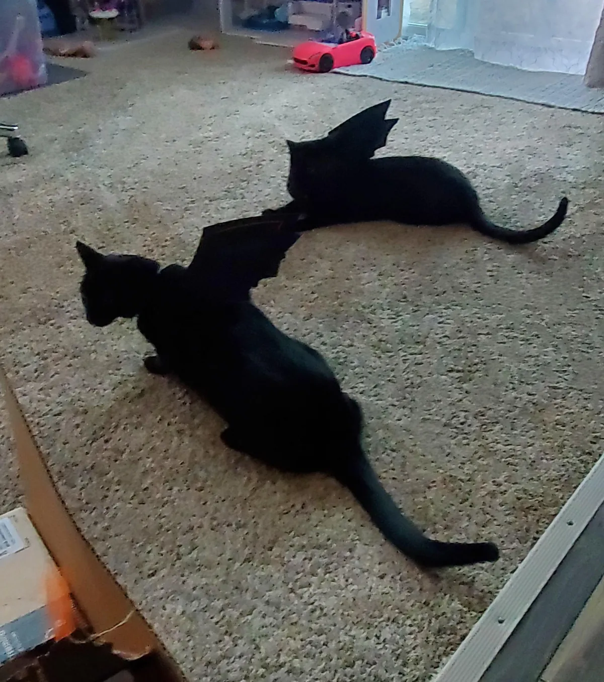 Another Halloween photo shoot..