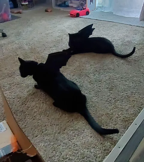 Another Halloween photo shoot..