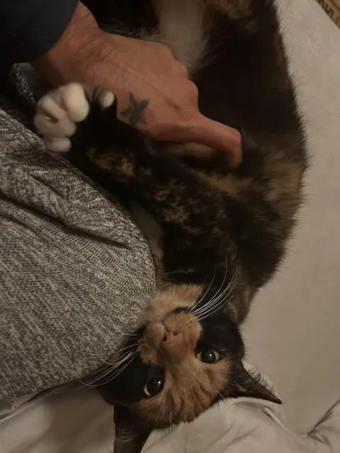 It’s been 4 years when I adopted her. She changed my life and my vision for cats 😍