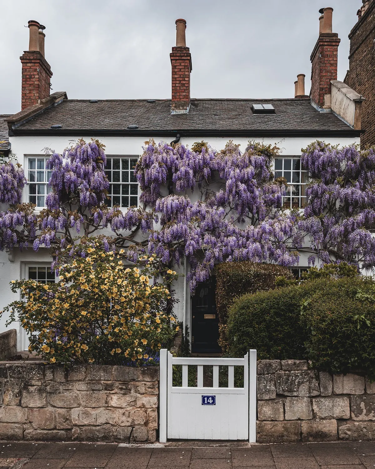 Wisteria-covered house in Richmond, southwest London, UK.