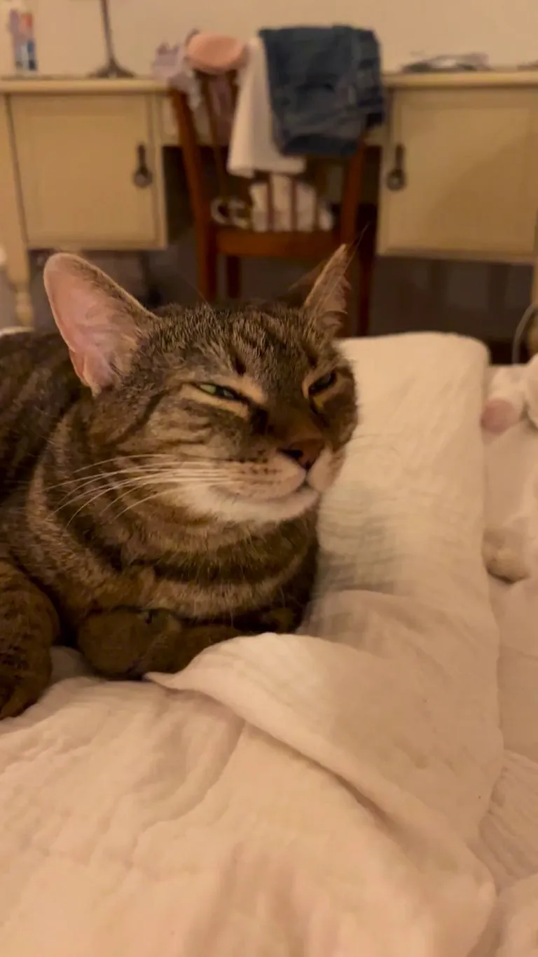 What’s wrong with my cat?