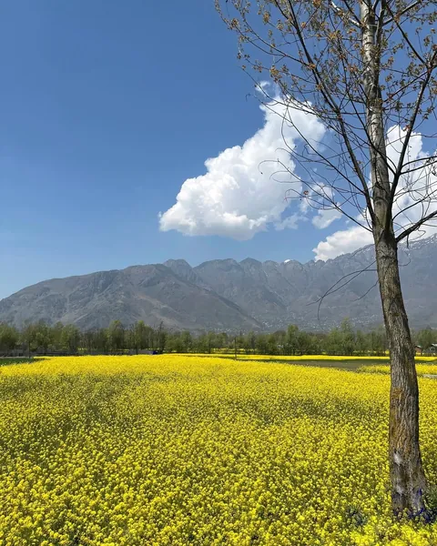 Scenes from my travels across India 🇮🇳