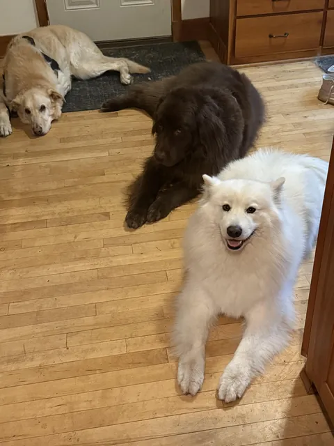 Someone stole 8 slices of bacon off the counter.  Any guesses who?