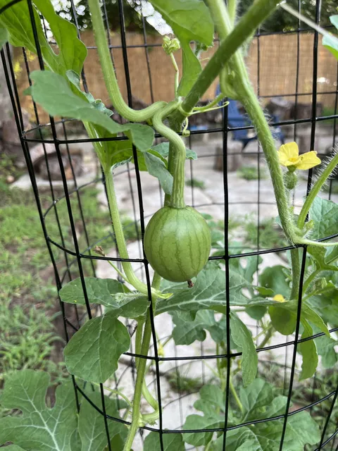 my first ever baby watermelon 🍉