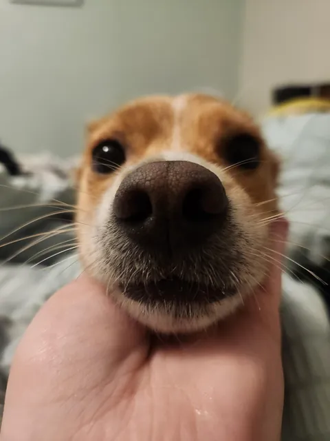 Biscuit all grown! 🥰 vs. 2020 as the wee pup