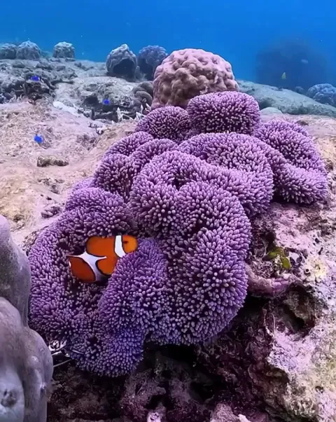 Clownfish and Anemone
