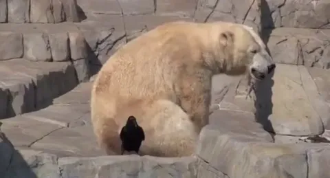 A baby polar bear defends its mom from a raven.