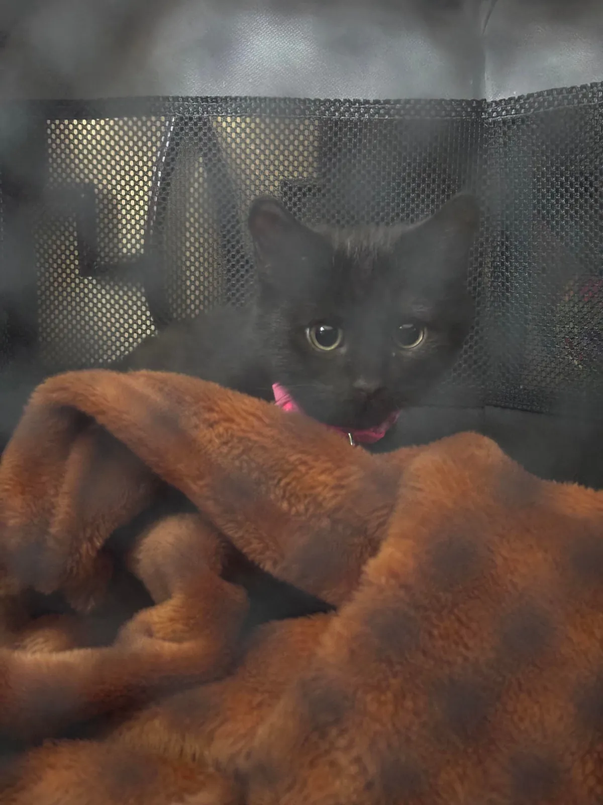 I Rescued a Void and Named Her Baobao