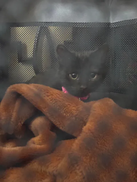 I Rescued a Void and Named Her Baobao