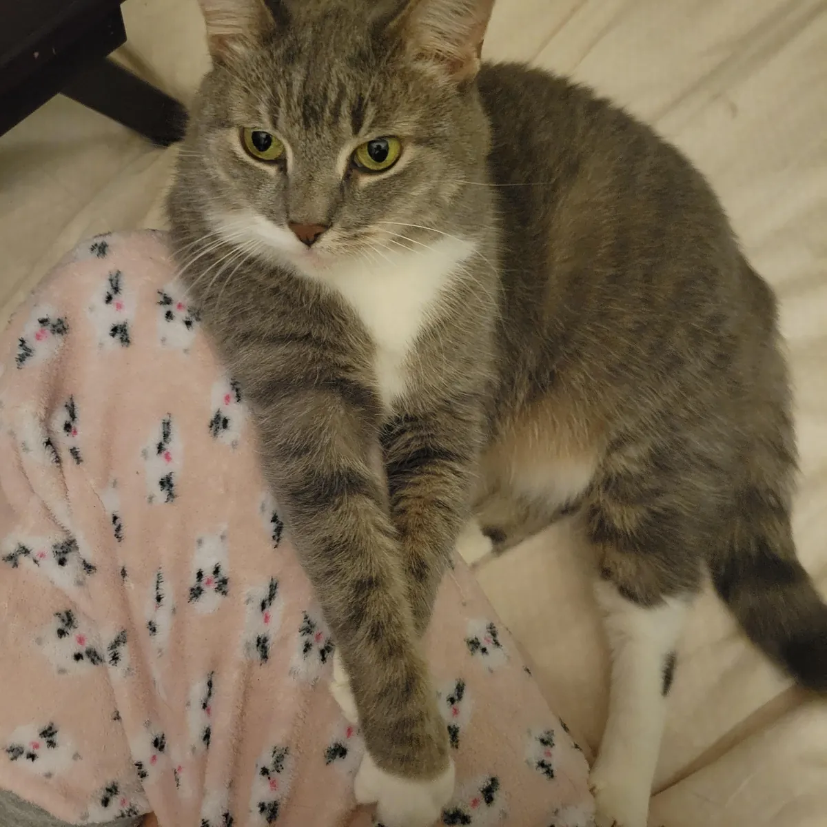 Anyone else's cat sleep on your butt/body??