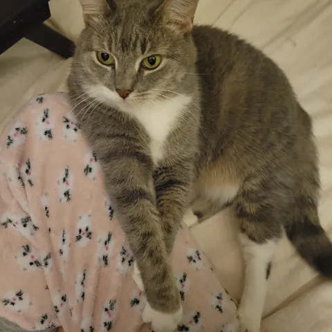 Anyone else's cat sleep on your butt/body??