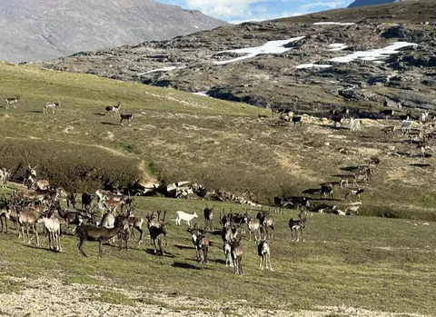 🔥 During hot summer days, reindeer will gather up on the windy mountains in order to escape the heat and the biting insects, and they will stay there until the weather becomes cooler
