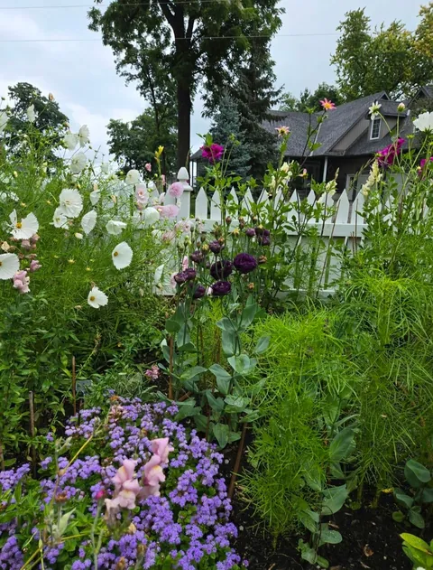 Second year cottage garden