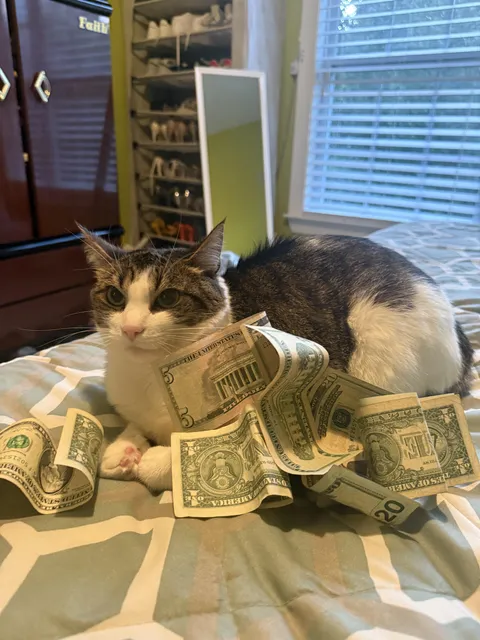 Money can’t buy class, but it can certainly buy this spoiled cat everything he wants