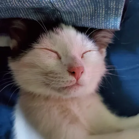 I just found out it's international cat day. Can I see your babies from across the world?