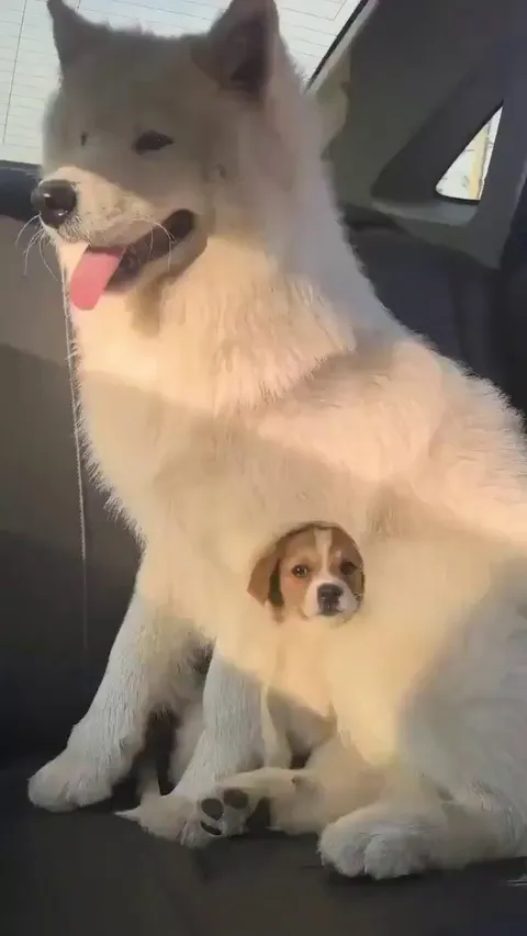 Just rockin' his fur coat