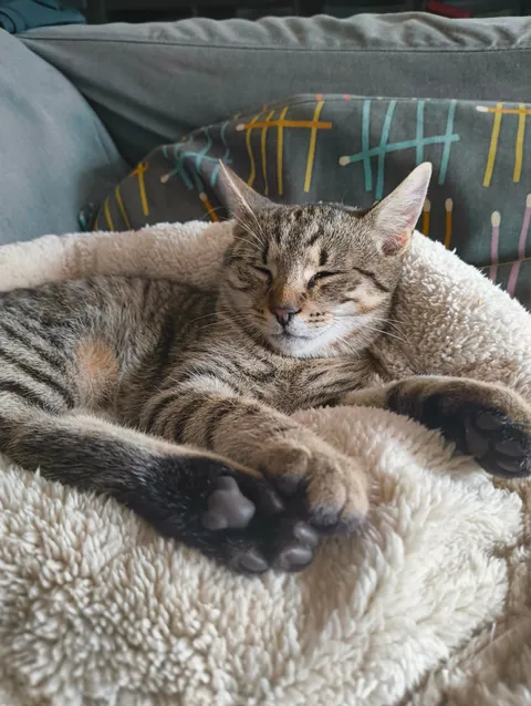 Update 2: The cat still comes back!