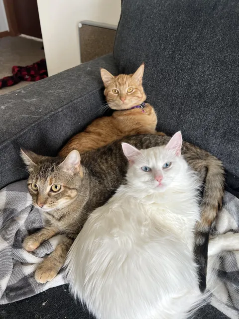 All 3 of them together for once :)