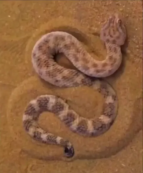 a Saharan sand viper burying itself in sand for camouflage and ambush.