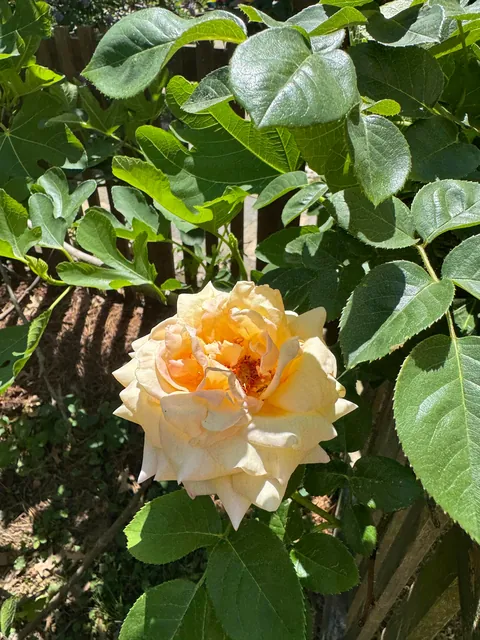 This was free and dying at home-depot 8 years ago and look at her now