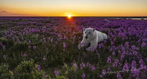 🔥family of Polar Bears among the fireweed