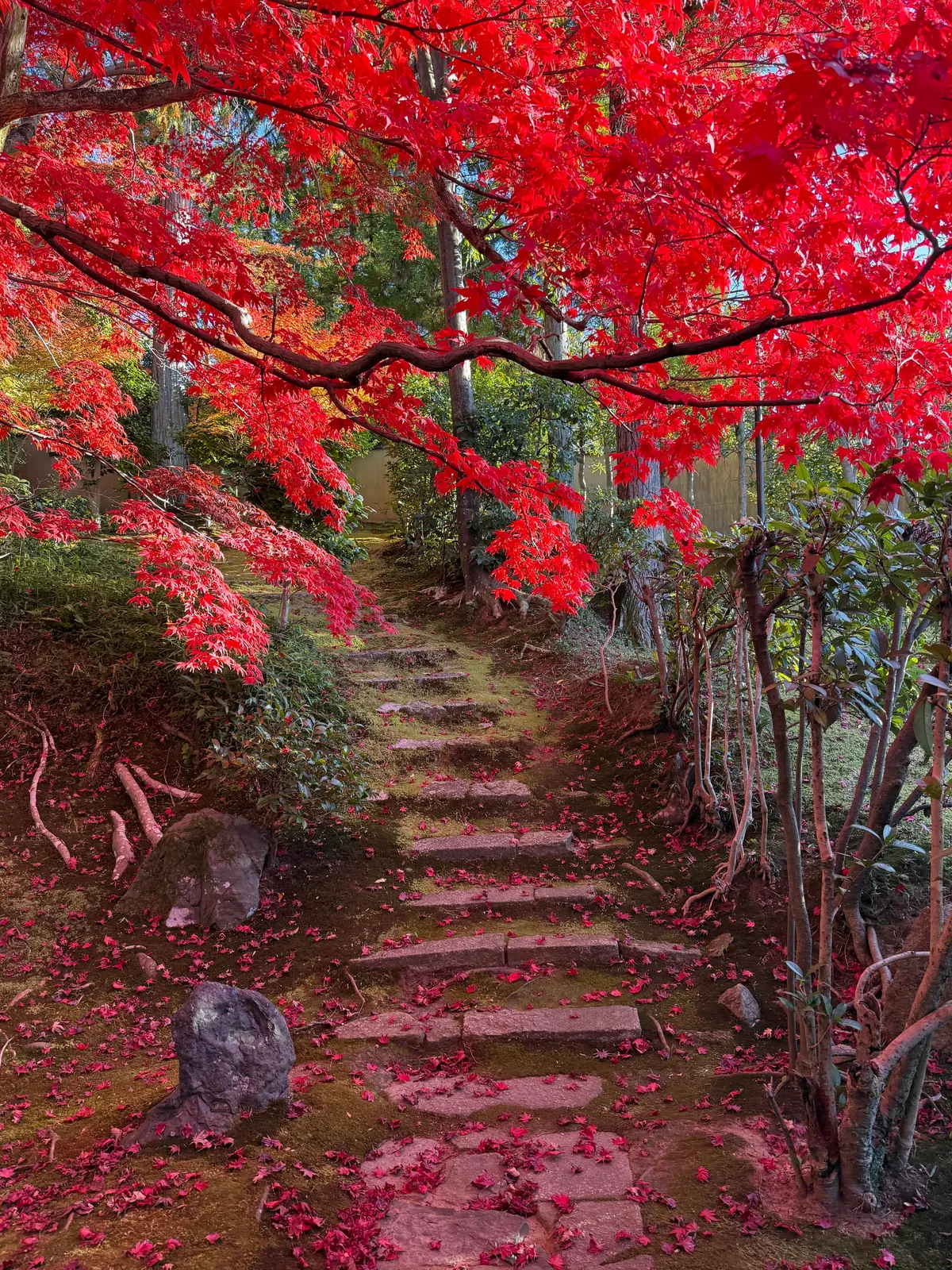 Japan in fall 🍁⛩️🚴‍♀️