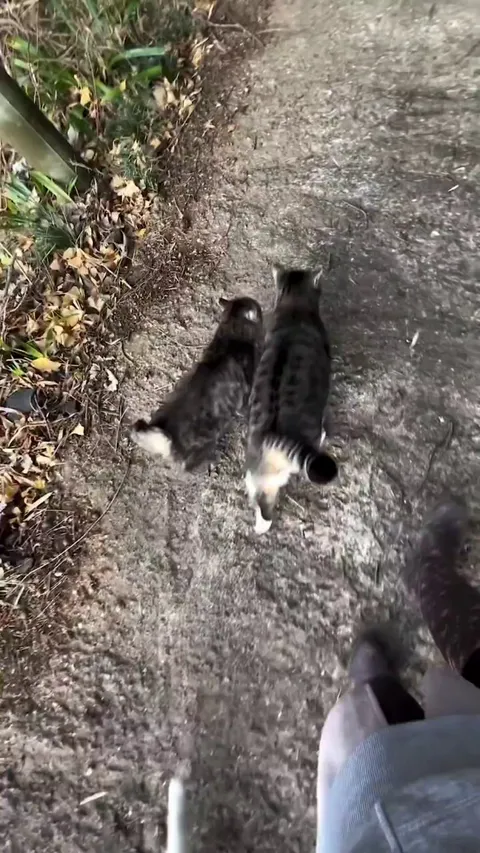 Shameless car's insurance scam