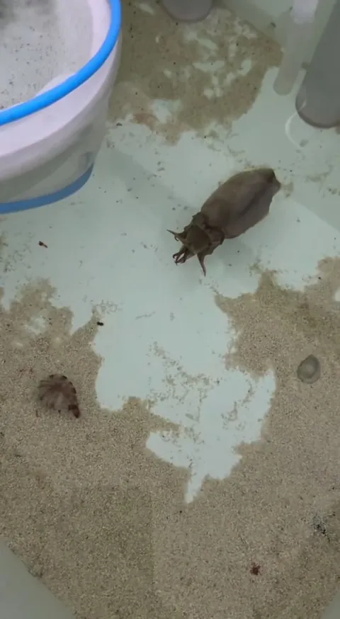 This cuttlefish spears a shrimp, then changes color