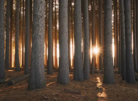 ITAP of a sunrise through a sugar pine forest