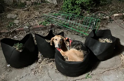 Caught my sweet girl curled up in one of my potato grow bags 😭❤️