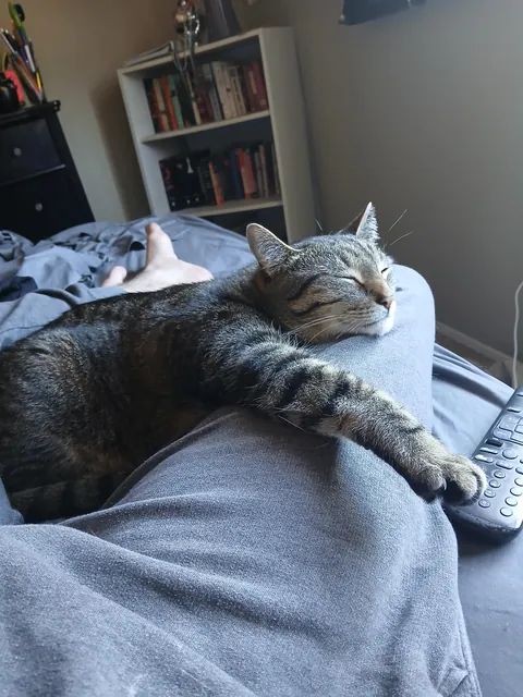 Got this guy a couple weeks ago. I think he's getting comfy.