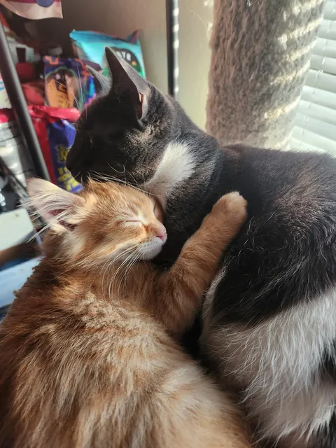 Foster kitten with our house cat Remi 🥹
