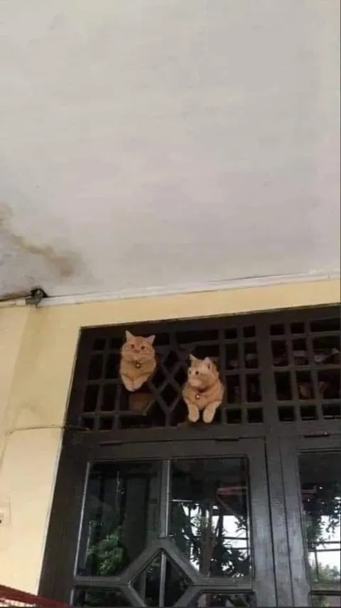 The house is monitored by cameras (OC)