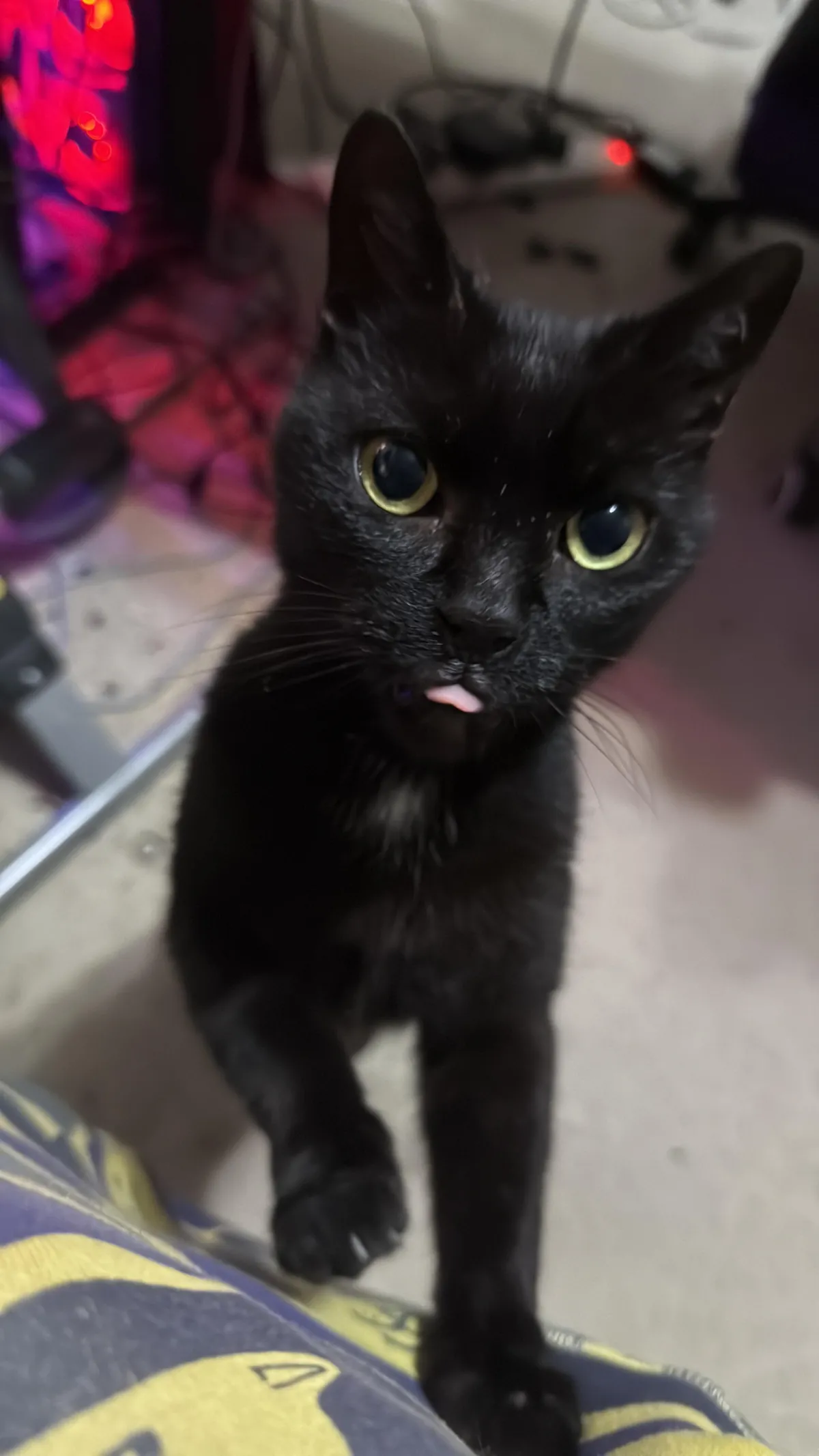 Been in the house a week and first time he has come out of hiding