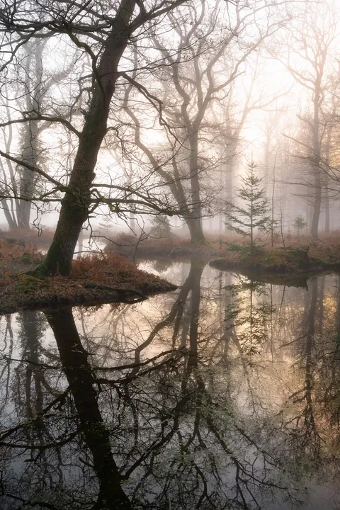 The New Forest, England [2731x4096] [OC]