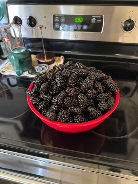 My blackberry harvest this season!