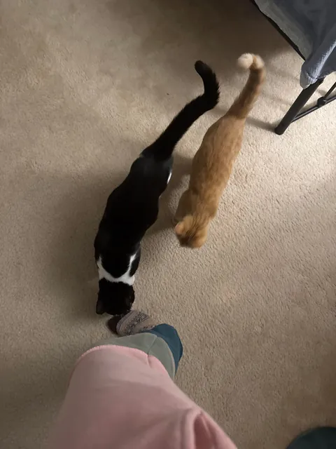 Adopted these boys today 🥰