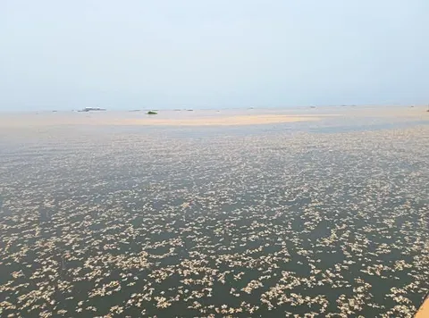 Why did freshwater snails float on Inle Lake after an earthquake?