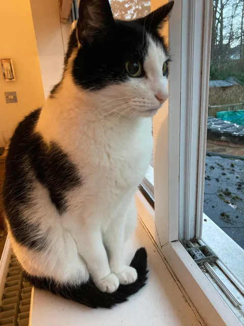 Our cat Mia, rests her front paws on her tail to keep them off a cold surface.
