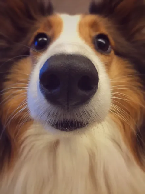 Fun fact - some of redditors will not be able to resist and will physically touch the screen to virtually boop the snoot