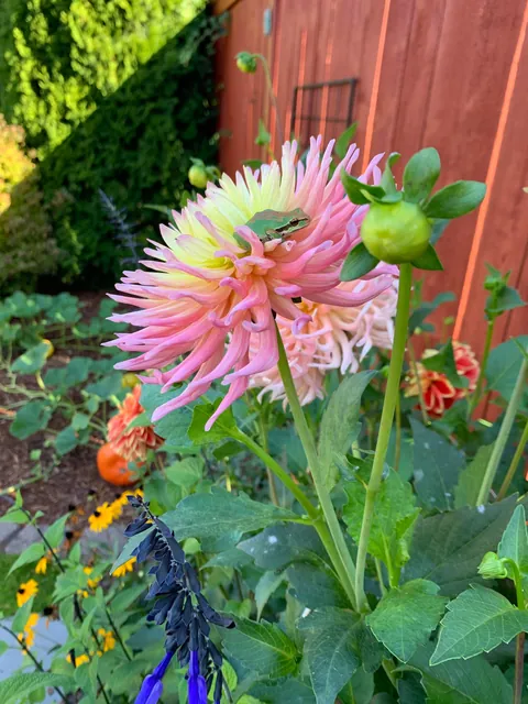 These silly guys have been a highlight of my summer 🐸