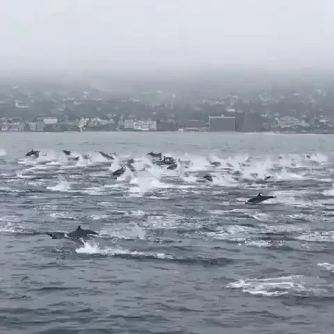 There are occasions when dolphin pods gather with other pods to form superpods of 100 or even several thousand dolphins. This superpod was observed in Laguna Beach, California in March 2020