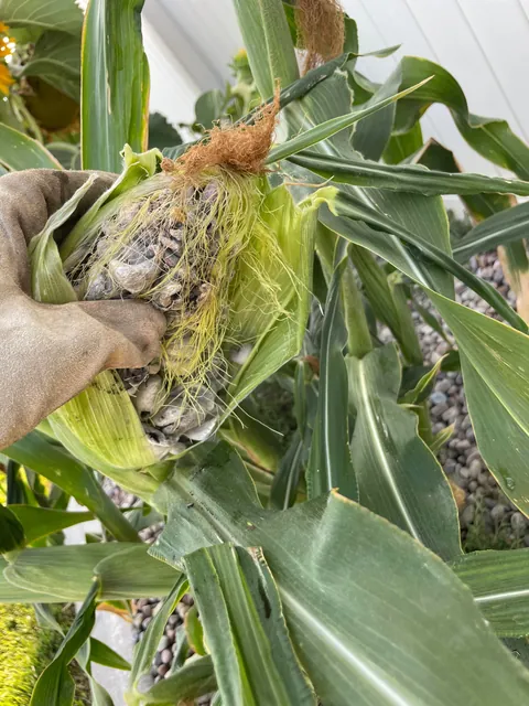 Why does my corn look like rocks??
