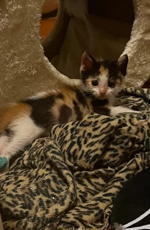 “Foster failing” as we speak