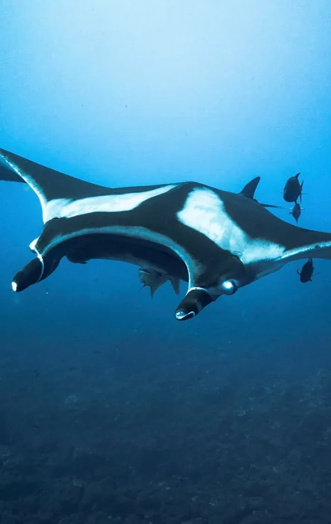 Underwater is just space with better lighting.